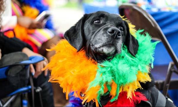 cachorro idoso sem raça definida usa vários adornos coloridos para pular o carnaval com seu tutor