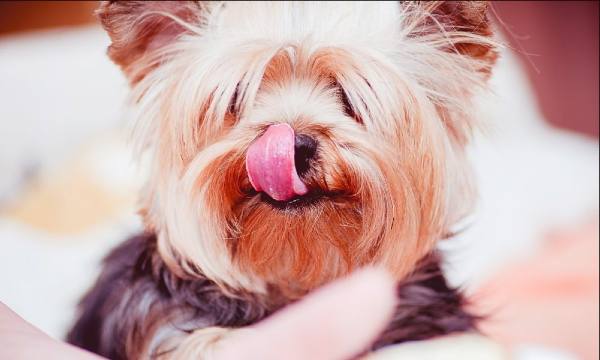 coprofagia em cachorro. cão da raça yorkshire de pelagem creme e cinza olha para a leitora lambendo os labios