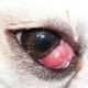 bolinha no olho de cão