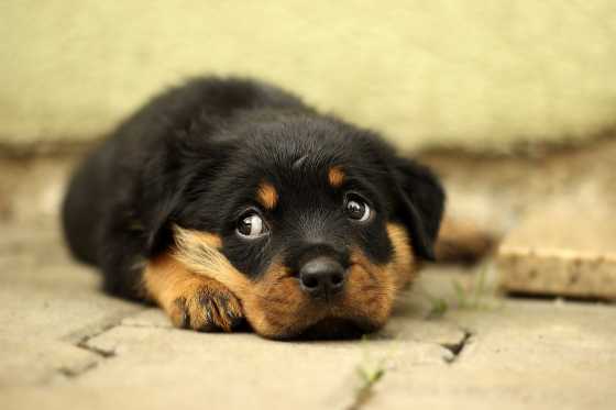 cachorro filhote de rottweiler está deitado no chão e olha para o lado com uma cara triste.