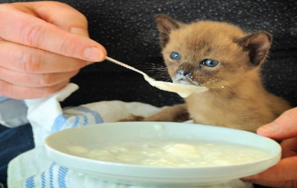 gato recém-nascido tomando uma papinha bem rala em uma colher. O tutor segura o prato coma papinha e oferece a colher para o gatinho, que está com a boca tota lambuzada.