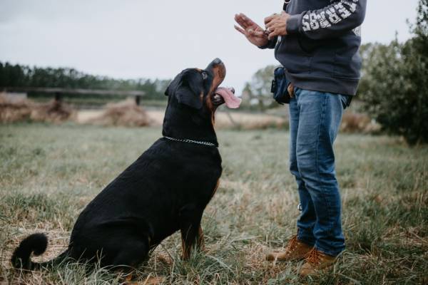 adestrador dá um comando de pausa para um rottweiler que fica sentado no campo gramado. comportamento-animal-adestrar