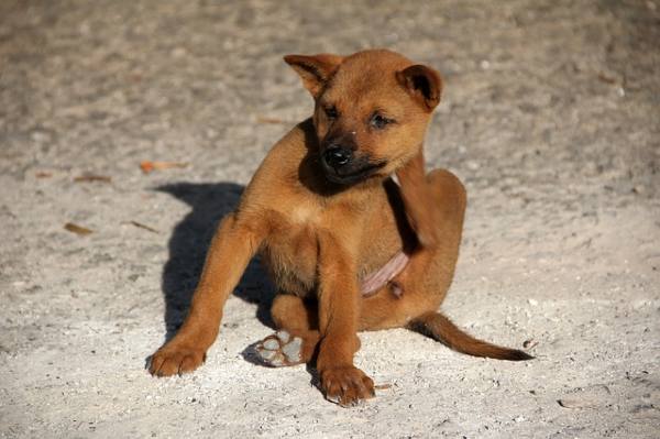 comprimido remédio caseiro. cachorro filhote sem raça definida está sentado em um piso de areia se coçando atrás da nuca