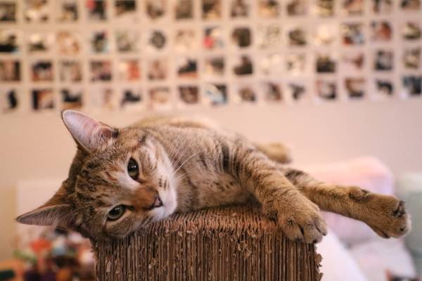 gato sem raça definida deitado em um quadrado de papelão todo arranhado. gato-arranha-sofá
