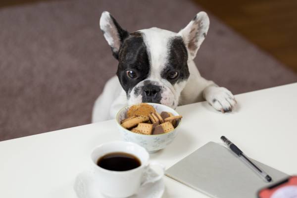 comida-toxica-cachorro. cão bulldog ingles de pelagem branca e preta sobe na mesa e olha para uma tigela cheia de biscoitos com chocolate.