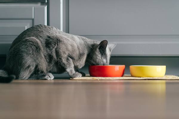 gato cinza sem raça definida comendo em uma tigela vermelha. outra tigela está à frente com agua disponível ao gatinho.