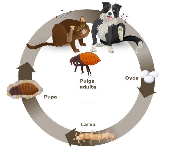 ciclo de vida das pulgas onde pode ser visto um cão e um gato se coçando e todos os estágios do ciclo de vida das pulgas (ovos, larva, pupa, adulta)