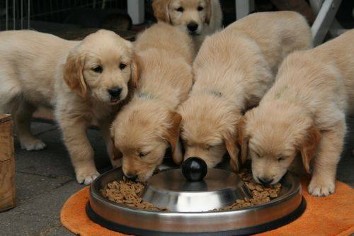 ALIMENTAÇÃO FILHOTES em uma bandeija de inox em que 3 cachorro comem ração e 2 olham para o leitor.