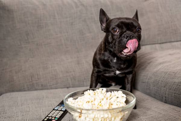 cães-podem-comer-pipoca. cachorro bulldog inglês de pelagem preta sentado no sofá com um controle de televisão e um baldinho de pipoca em sua frente.
