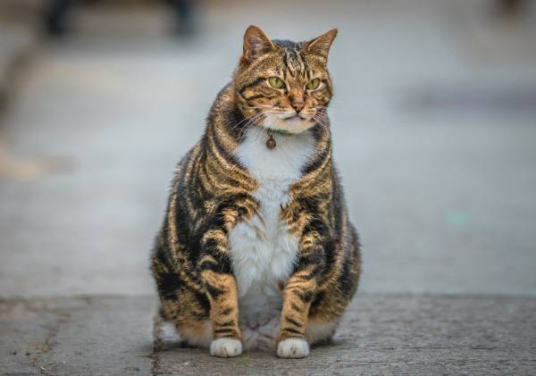 gato-gordo sentado na calçada olhando para frente.
