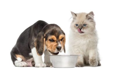 comida-canina-felino-pode-comer
