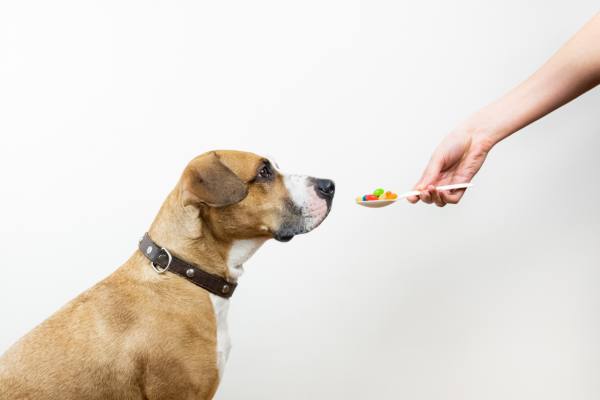 cachorro boxer olhando para uma colher cheia de comprimidos oferecidos por sua tutora.