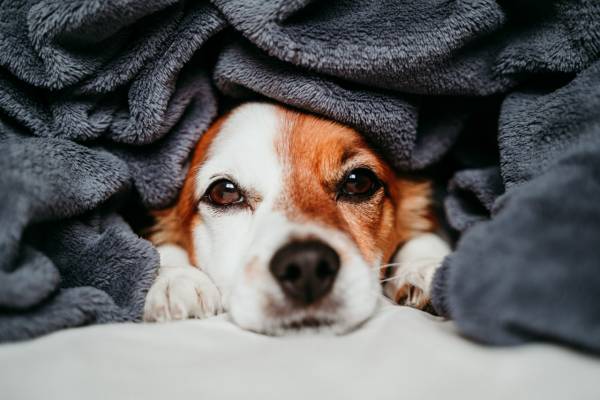 caes sentem frio. cachorro sem raça definida deitado na cama com um cobertor escuro cobrindo todo o seu corpo. Apenas a cabeça do cãozinho esta de fora.