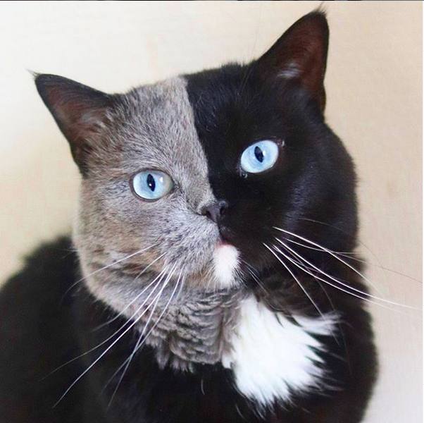 gatos-quimera. gatinho quimera com o rosto dividido entre as pelagens preta e cinza.