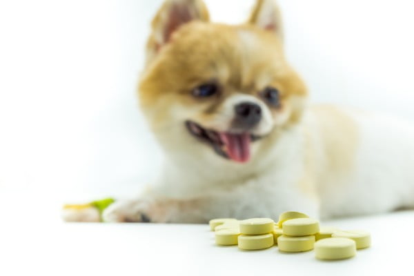 vitamina-c-humana-para-caes. cachorro pequeno olhando para o lado com vários comprimidos da cor amarela na frente dele.