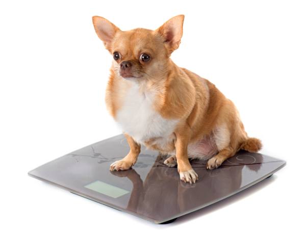 cachorro da raça chihuahua de pelagem creme e branca obeso sentado em uma balança de peso. alimento-obesidade