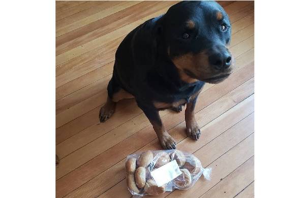 cachorro rottweiler de pelagem preta e marrom sentado em um piso de madeira olhando para a leitora