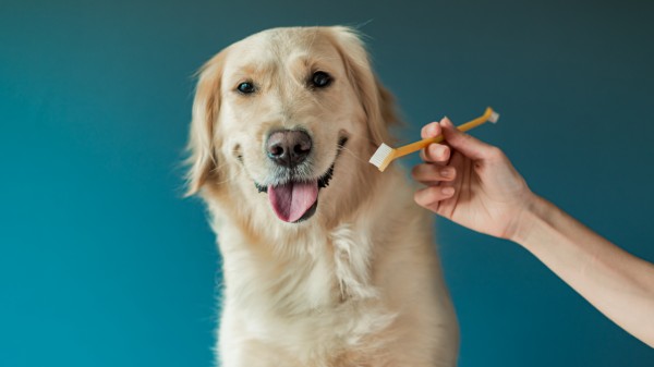 cachorro labrador com a pelagem creme olha para a leitora. Mão de tutor segura uma escova específica para cães ao lado da boca do animal.