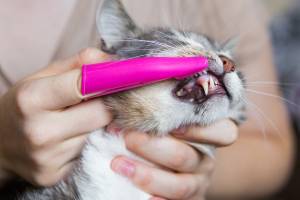 escova-dente-felino-animais