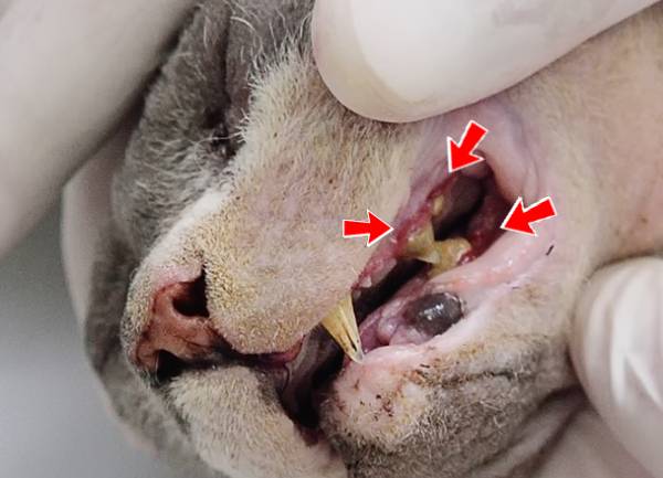 Setas indicam processo de inflamação na boca do gato. Gengivite em gatos.