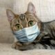 gripe-em-gatos-complexo-respiratorio-felino