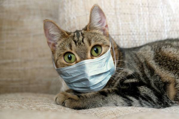 gato sem raça definida com a pelagem cinza e preta deitado no sofá com uma máscara de gripe. gripe-em-gatos-complexo-respiratorio-felino