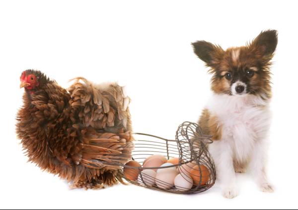 uma galinha e um cachorro filhote ao lado de uma cesta de ferro em formato de pato contendo vários ovos brancos e vermelhos.
