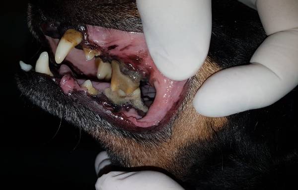 mão de tutor segurando o lábio superior do cachorro. Nos dentes pode ser visto uma grande placa de tártaro nos últimos 4 dentes. doenca-periodontal-em-caes