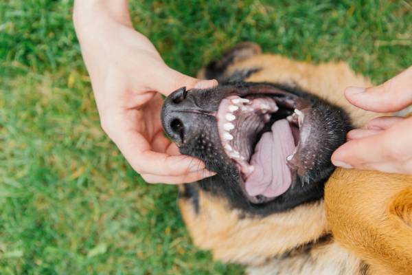 cachorro troca de dente. tutora abre a boca do cachorro com as mãos para mostrar os dentes de leite do filhote.