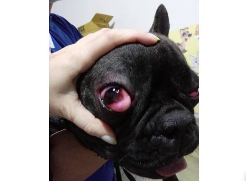 uma veterinária abre o olho do cachorro com a mão expondo uma massa avermelhada no canto do olho.