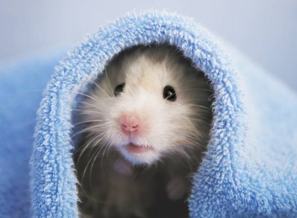hamster sírio de pelagem creme usando uma toalha azul para fazer uma toca