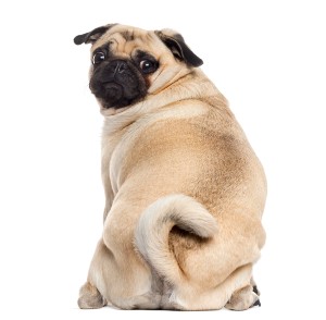 cao-gordo-obesidade-canina