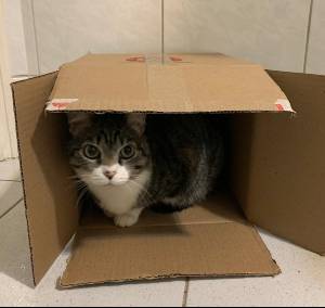 caixa-de-papelao-felino