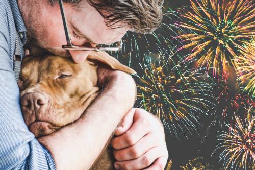 calmante-para-cachorro-Como-proteger-seu-cachorro-e-seu-gato-dos-fogos-de-artifício