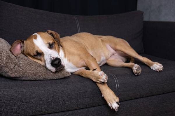 cachorro boxer de pelagem creme com branco deitado calmamente em um sofa de cor preta. calmante-para-caes