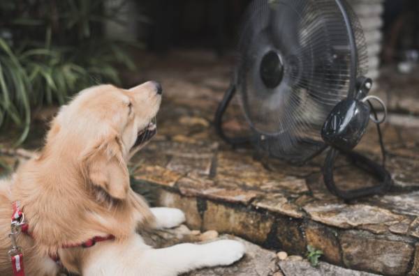 cachorro filhote labrador deitado de frente para um ventilador ligado. canino-ofegante