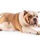 cachorro-gordo-obesidade-canina