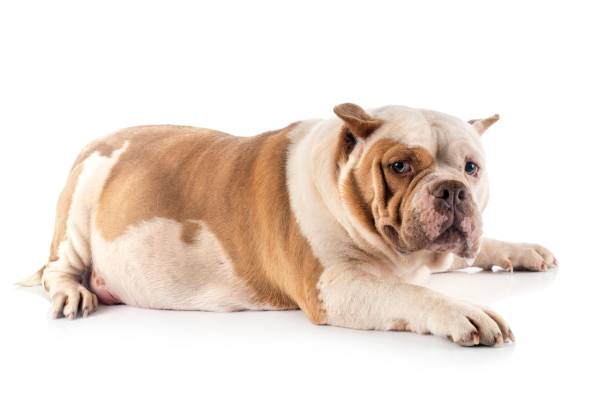 cachorro bulldog de pelagem branca e creme deitado no chao. Está o cachorro-gordo-obesidade-canina. O cão olha para a leitora.