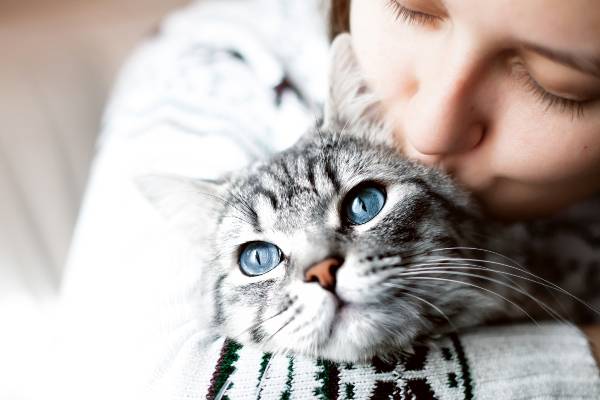 gato sem raça definida, com a pelagem cinza e olhos azuis, olha para longe. O animal está sendo abraçado por sua tutora que também dá um beijo no rosto do gato. A tutora veste um agasalho de crochê branco com preto. como-cuidar-de-felinos