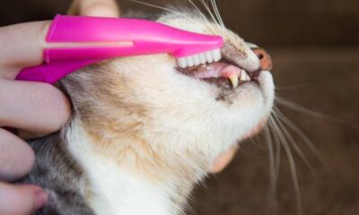 gato-escova-dentes