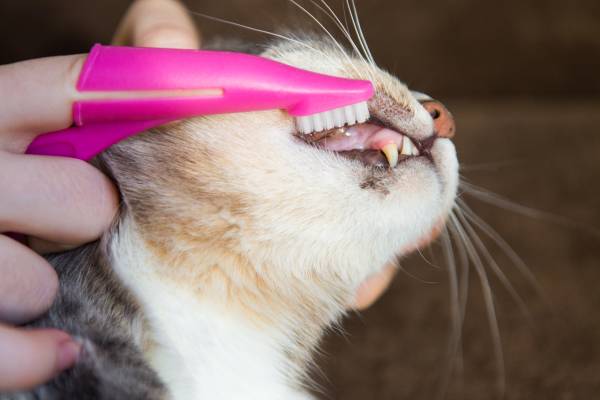 tutor escova os dente do gato com uma escove do estilo dedeira. gato-escova-dentes