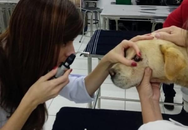 Veterinária examina o olho de um labrador de pelagem creme. olho-vermelho-em-caes