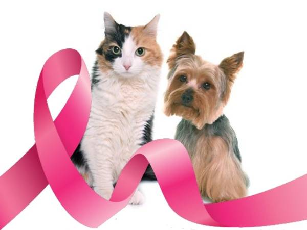 cachorro e gato olham para a leitora. na frente dos animais há uma fita rosa fazendo o desenho de ondas.