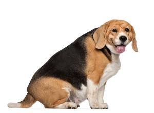 cães-gordos