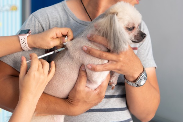 cadela da raça peodle de pelagem branca está nos braços do tutor tomando uma injeção de insulina. diabete-em-caes-insulina