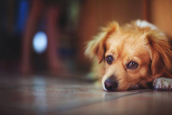 cachorro sem raça definida de pelagem creme com branco, deitado no piso de madeira. Cachorro olha para a leitora com olhar triste, quase chorando. doacao-de-canina