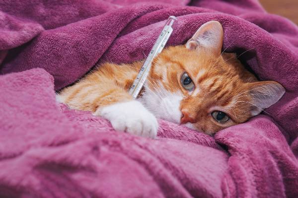 gato deitado segurando um termômetro
