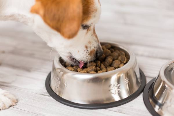 cachorro sem raça definida de pelagem de cor branca com marrom está comendo ração em uma tigela de inox. racao-canina