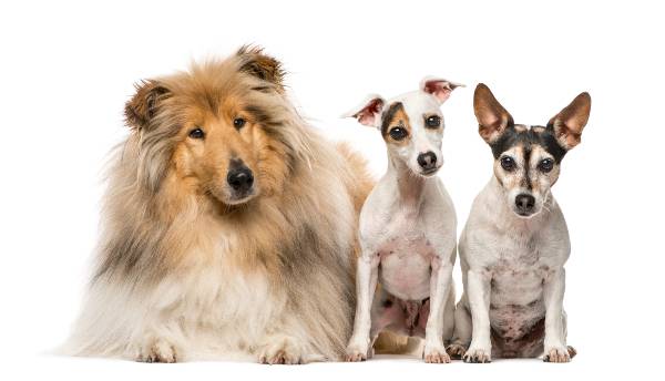 3 cachorros de raça (1 collie e 2 fox paulistinha) sentados olhando para a leitora. raças de cachorros pequenos e fofos