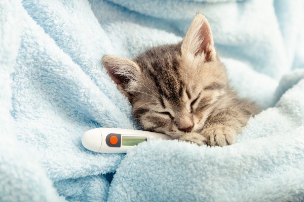 gato de pelo curto das cores cinza e preto, deitado na cama envolto com cobertor azul claro. O gato está com os olhos fechados, aparentemente dormindo, e usa um termômetro para ver se está com febre.